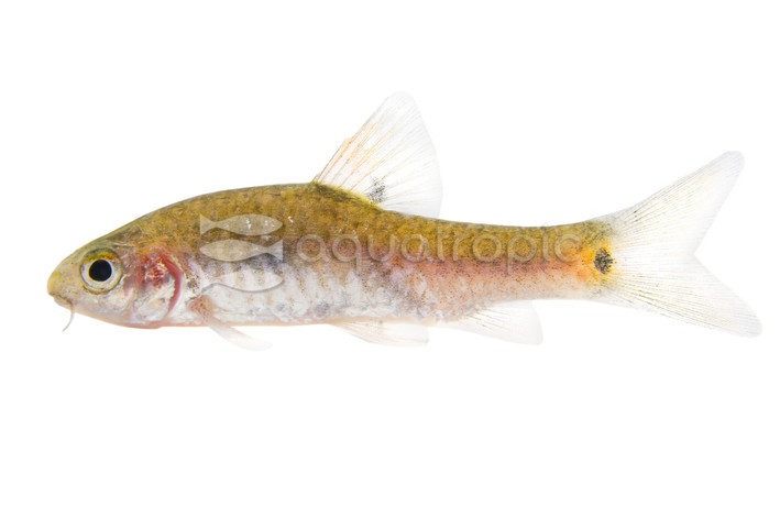 Red Side Barb :: 08035