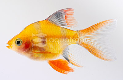 Tiger Albino Blushing Longfin Barb :: 08039
