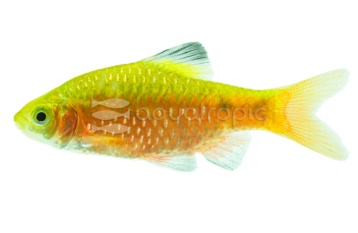 Rosy Barb, Male :: 08046