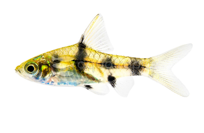 Golden Dwarf Barb :: 08048