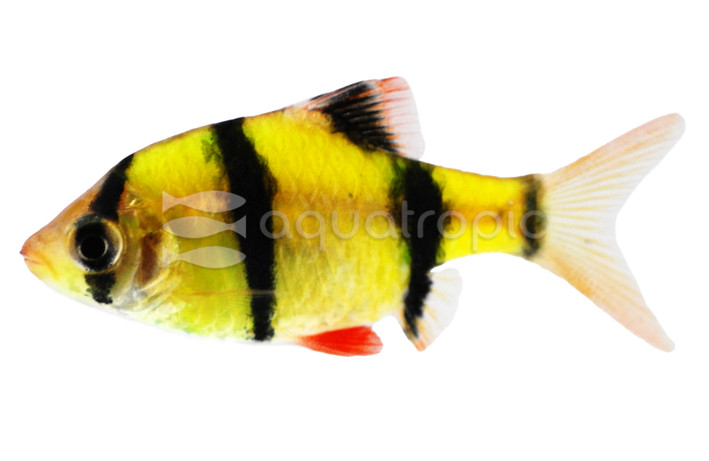 Glo Electric Green Barb :: 08500