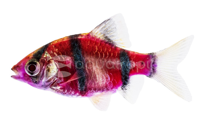 Glo Galactic Purple Barb :: 08503