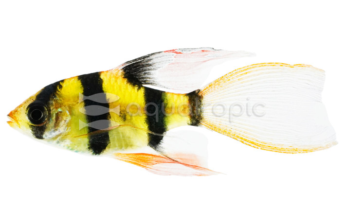 Glo Electric Green Longfin Barb :: 08600