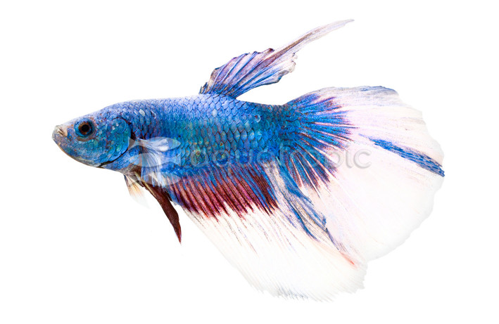 Rosetail, Male :: 10007