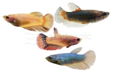 Mixed Color Betta, Female  :: 10500