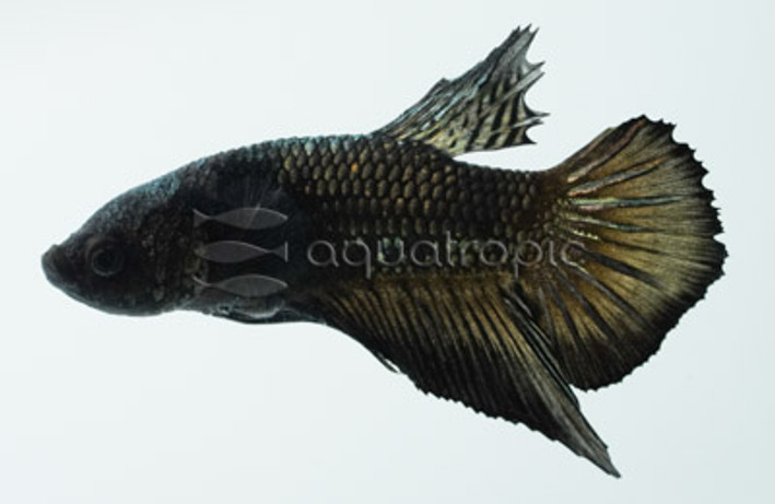 Male HMPK Black Copper :: 10608