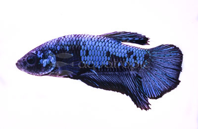 Plakat Avatar, Male :: 10610