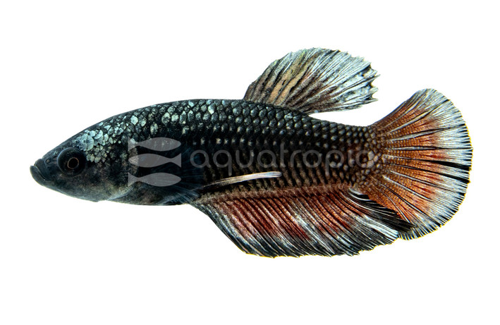 Plakat Avatar, Male :: 10610