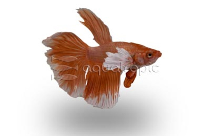 Male Halfmoon Super Gold :: 10617