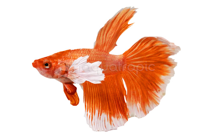 Male Halfmoon Super Gold :: 10617