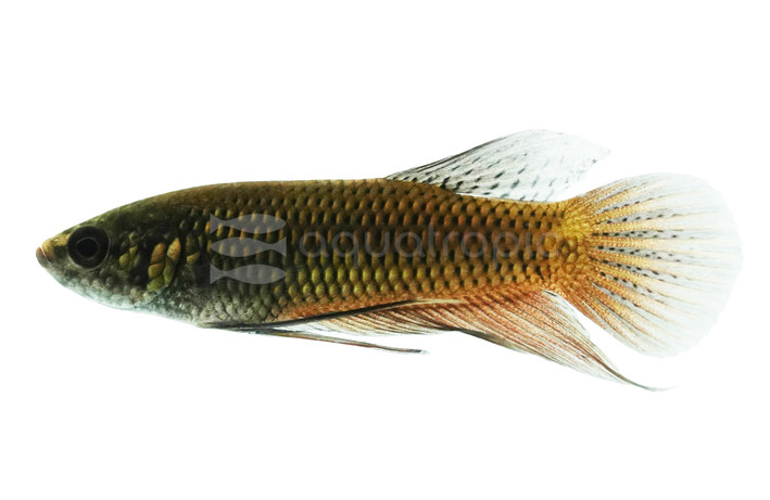 Male Smaragdina Copper :: 10622
