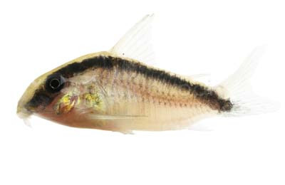 Arcuatus Skunk :: 17004