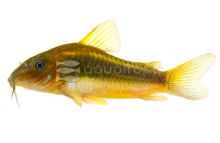 Neon Orange :: 17006