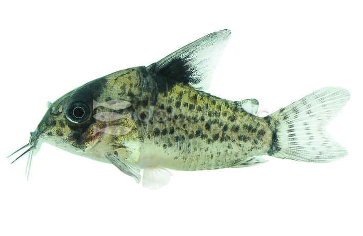 Punctatus Spotted :: 17013