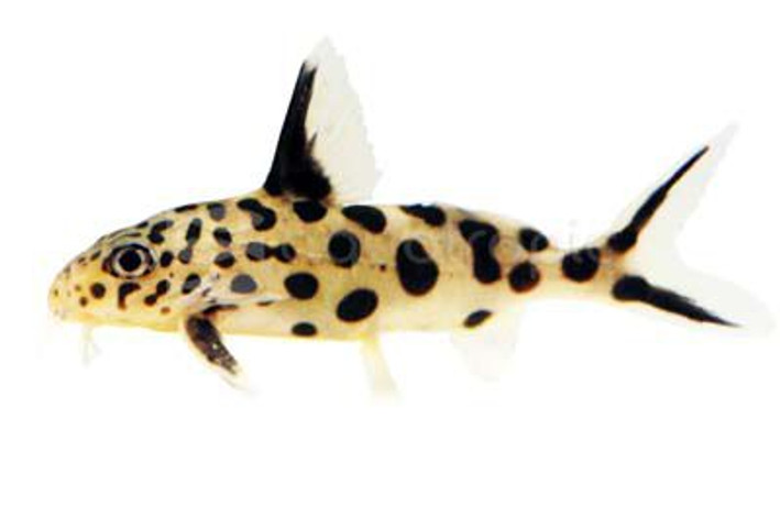 Cuckoo Multipunctatus Synodontis Catfish :: 17039