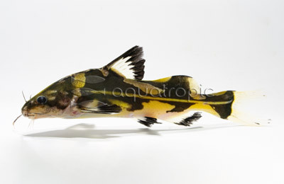 Harlequin Lancer :: 17104