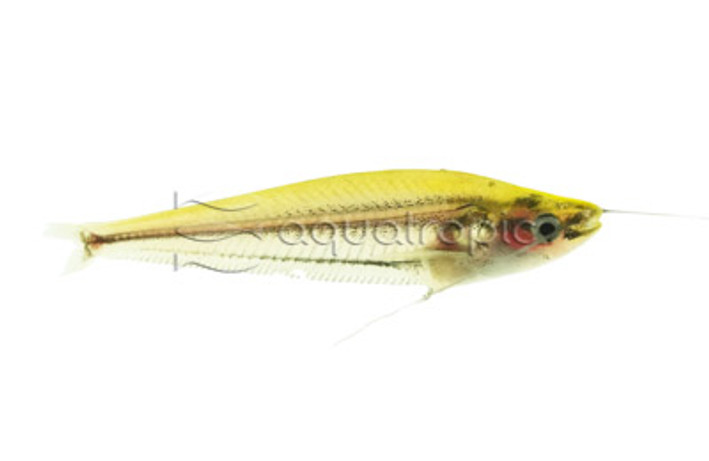 Glass Striped :: 17109