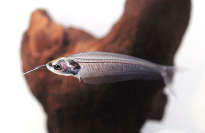 Glass Catfish :: 17305