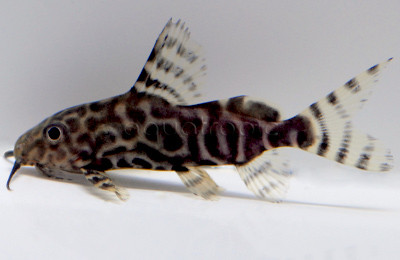 Angelicus x Eupterus Hybrid :: 17405