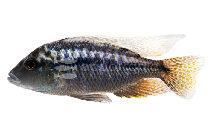 Ericotaenia Malawi Cichlid :: 18017