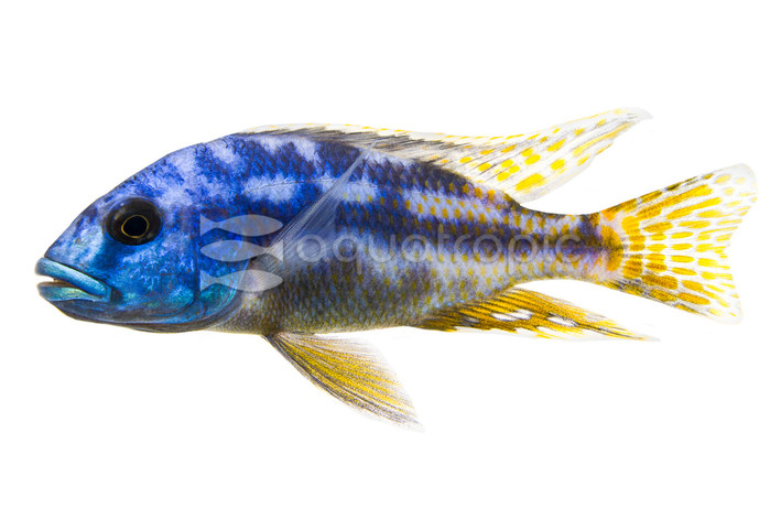 Fuscotaeniatus :: 18018