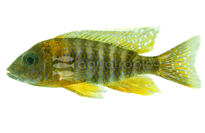 Red/Orange Peacock Malawi Cichlid :: 18019