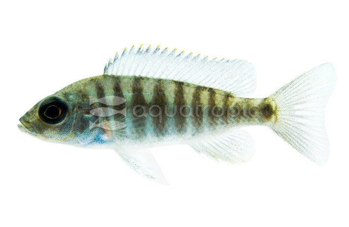 Electric Blue Malawi Cichlid :: 18027