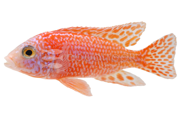 Strawberry Red Peacock Malawi Cichlid :: 18037