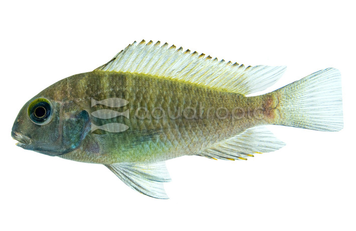 T. Moorii Ikola :: 18042