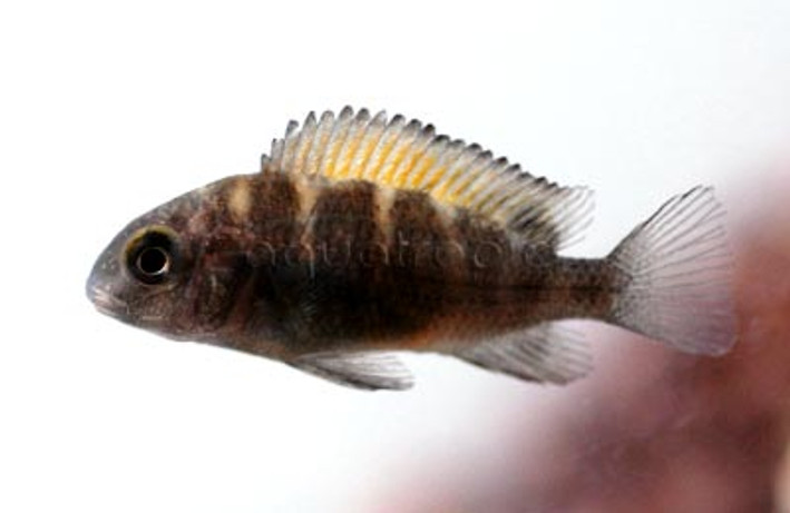 T. Moorii Kiriza :: 18044