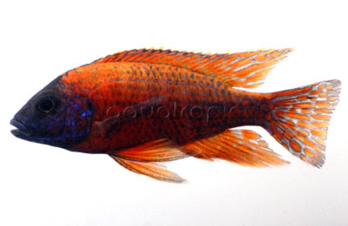 Peacock Red :: 18045