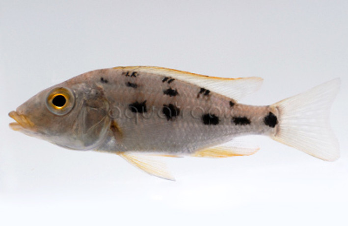 Malawi Sand Diver :: 18058