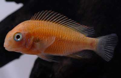 T. Moorii Firecracker :: 18069