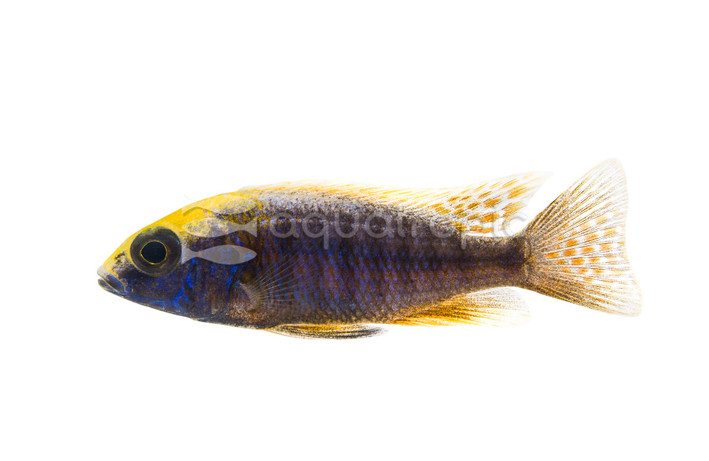 Stuartgranti 'Mdoka' Peacock Malawi Cichlid :: 18085