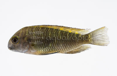 Orange Sunspot 'Katoto' Tropheus Tanganyika Cichlid :: 18096