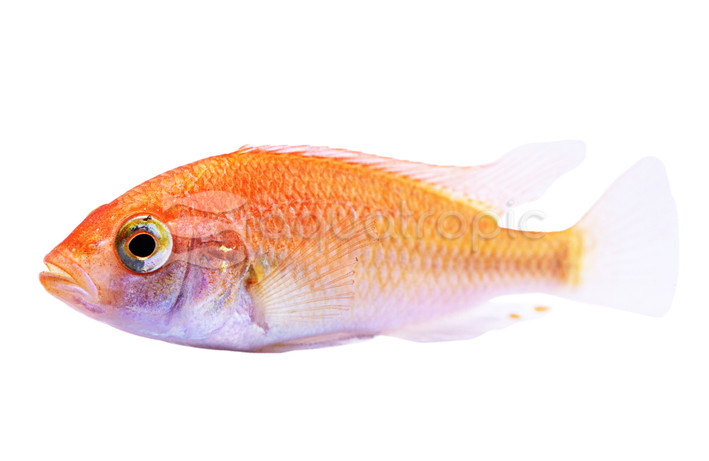 Leucistic 'Flameback' Hap :: 18097