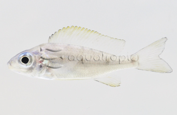 Nasuta Golden Tip :: 18105