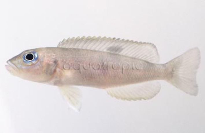 Hecqui Shell Dweller Tanganyika Cichlid :: 18109