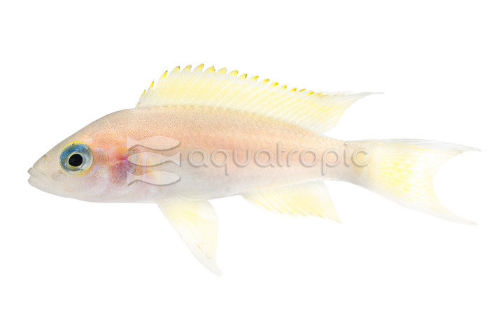 Daffodil Tanganyika Cichlid :: 18112