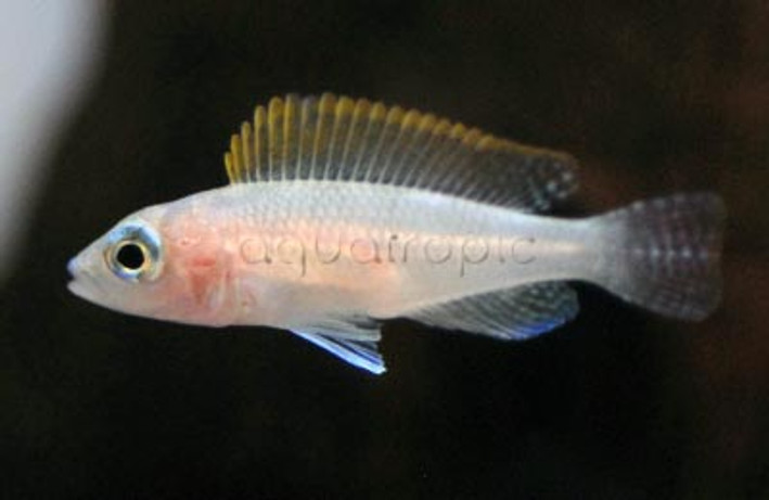 Caudopunctatus Shell Dweller :: 18114