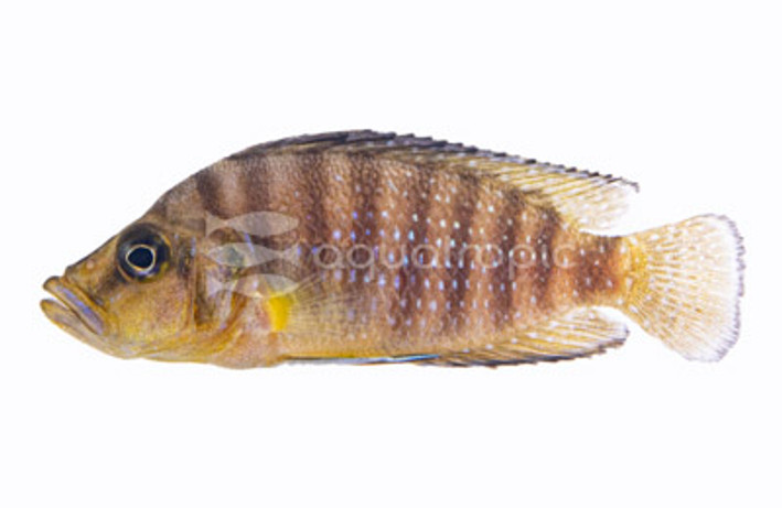 Compressiceps Golden Head :: 18125