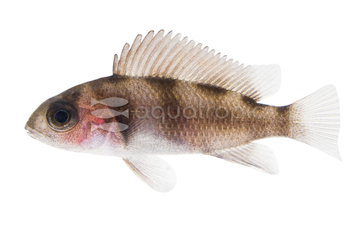 Black Widow Frontosa Tanganyika Cichlid :: 18128