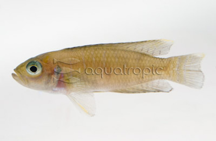 Similis Shell Dweller Tanganyika Cichlid :: 18135