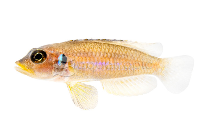 Similis Shell Dweller Tanganyika Cichlid :: 18135