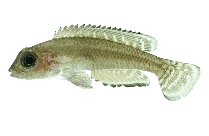 Ornate Shell Dweller :: 18138