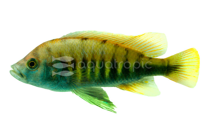 Nyereri Victoria Cichlid :: 18140