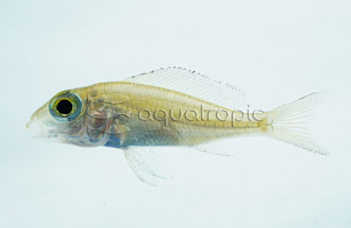 Big Eye Mouthbrooder Macrops :: 18149