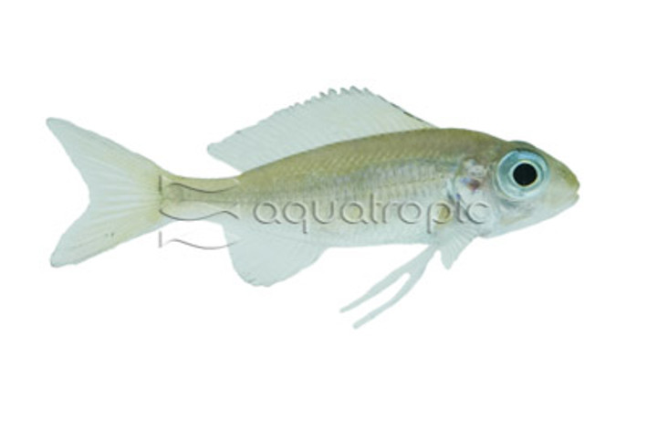 Ventralis Featherfin :: 18155