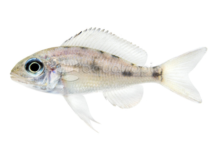 Ventralis Featherfin :: 18155