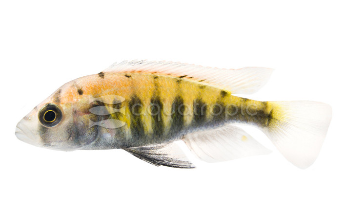 Cherry Red Hap :: 18157